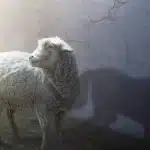 خونه گرگه بیرون میش